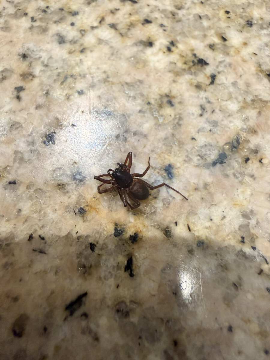 rafac5's tweet photo. @Arachno_Cosas hola esta araña apareció en mi toalla. Me puedes decir si es de importancia médica https://t.co/JqGmeWMHyG