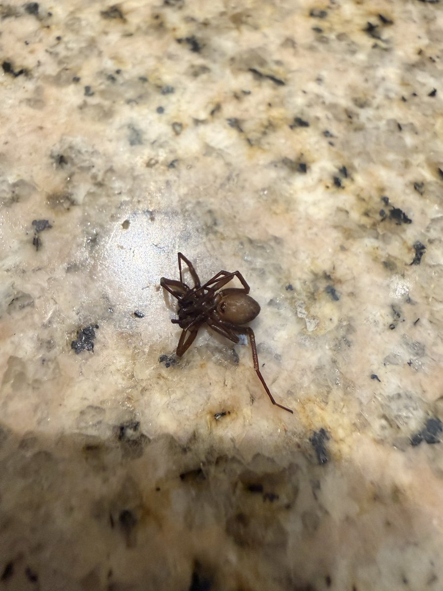 rafac5's tweet photo. @Arachno_Cosas hola esta araña apareció en mi toalla. Me puedes decir si es de importancia médica https://t.co/JqGmeWMHyG