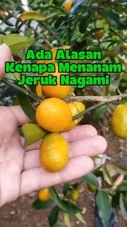 Bukit Farming tweet media