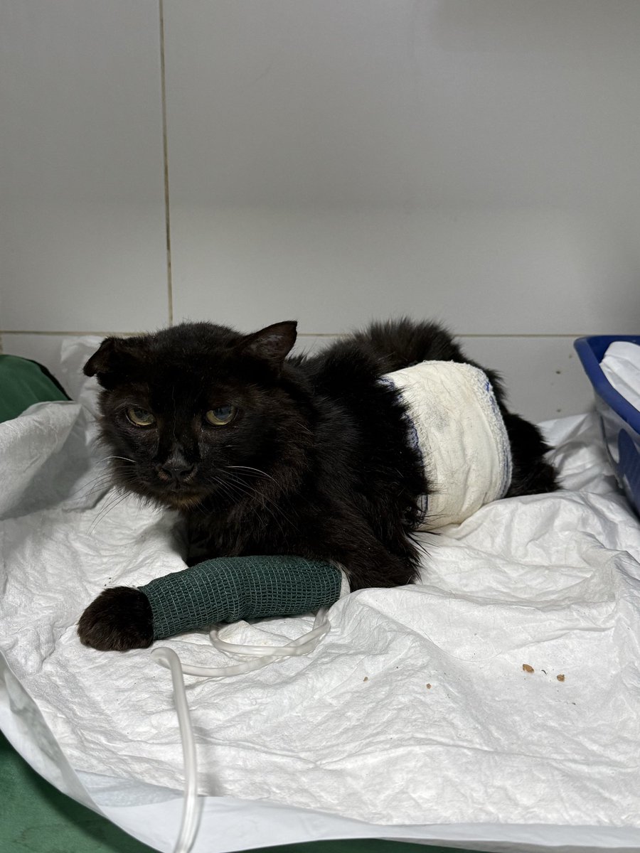 ceci renault tweet media