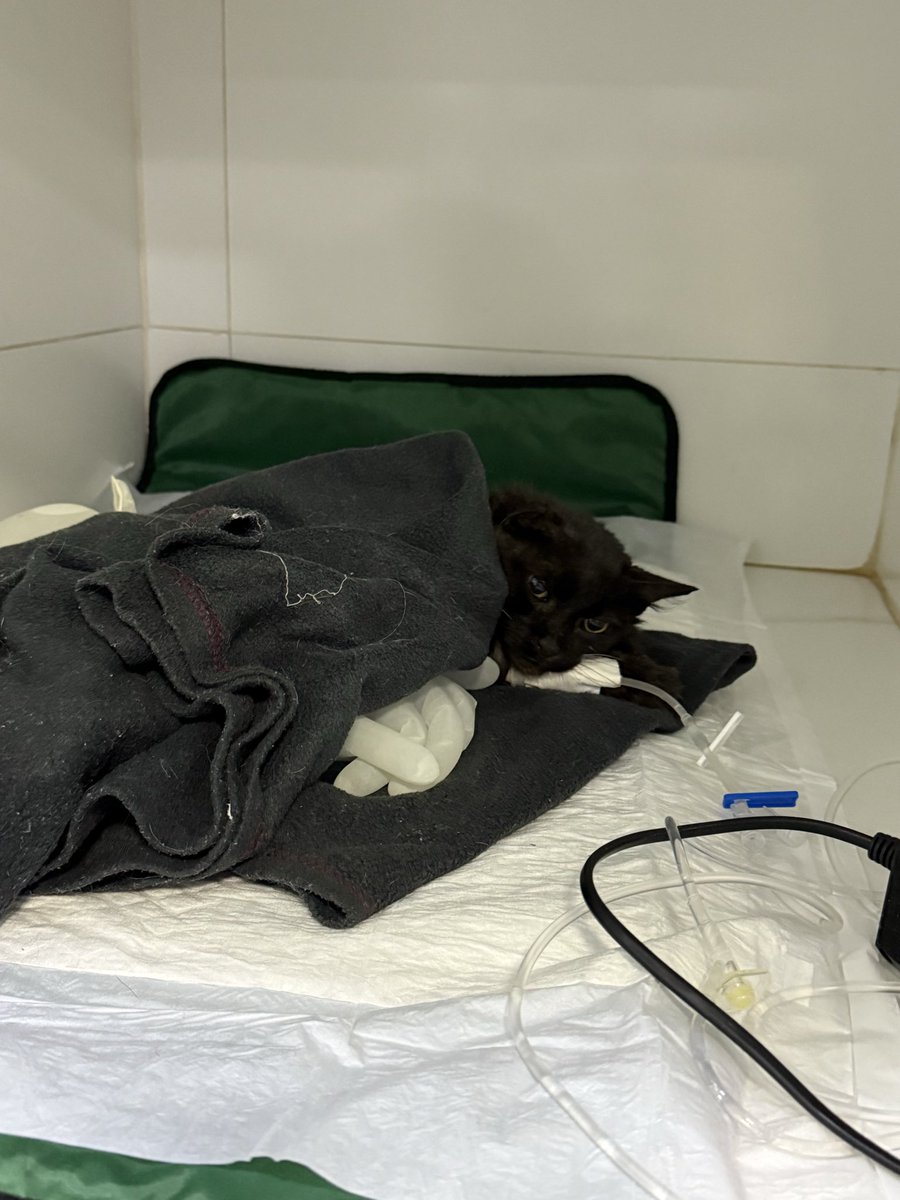 ceci renault tweet media