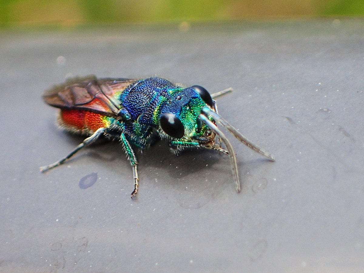 さいとー tweet media