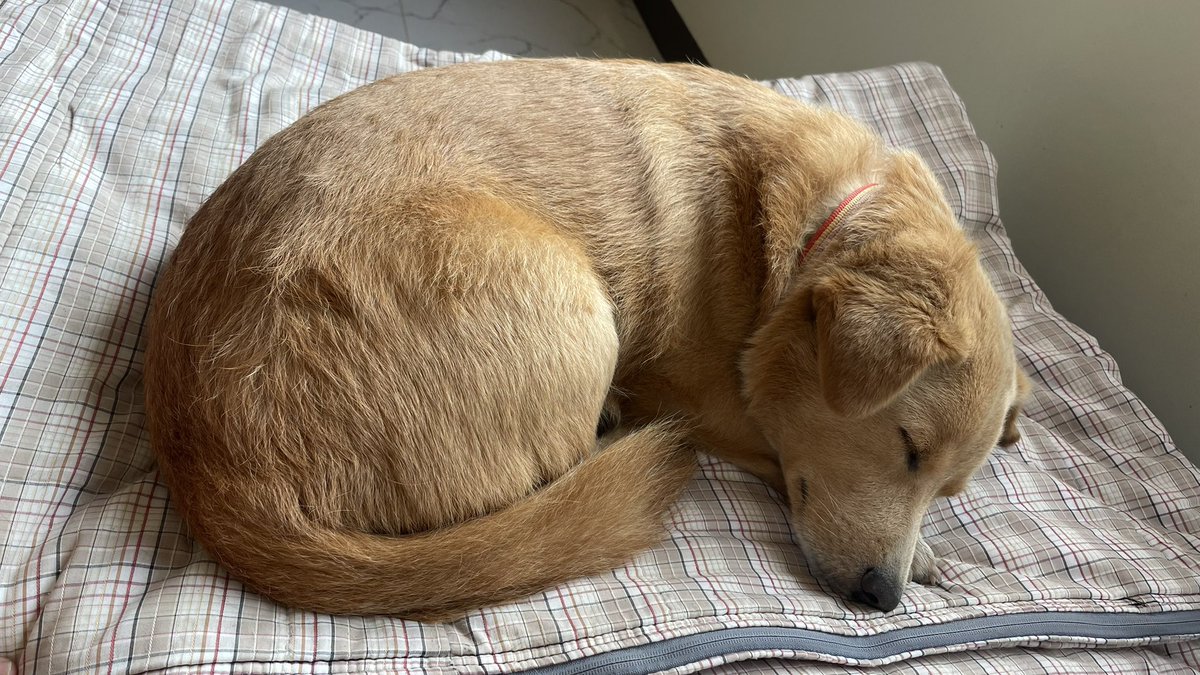 หมูมะนาวกินคู่คะน้า tweet media