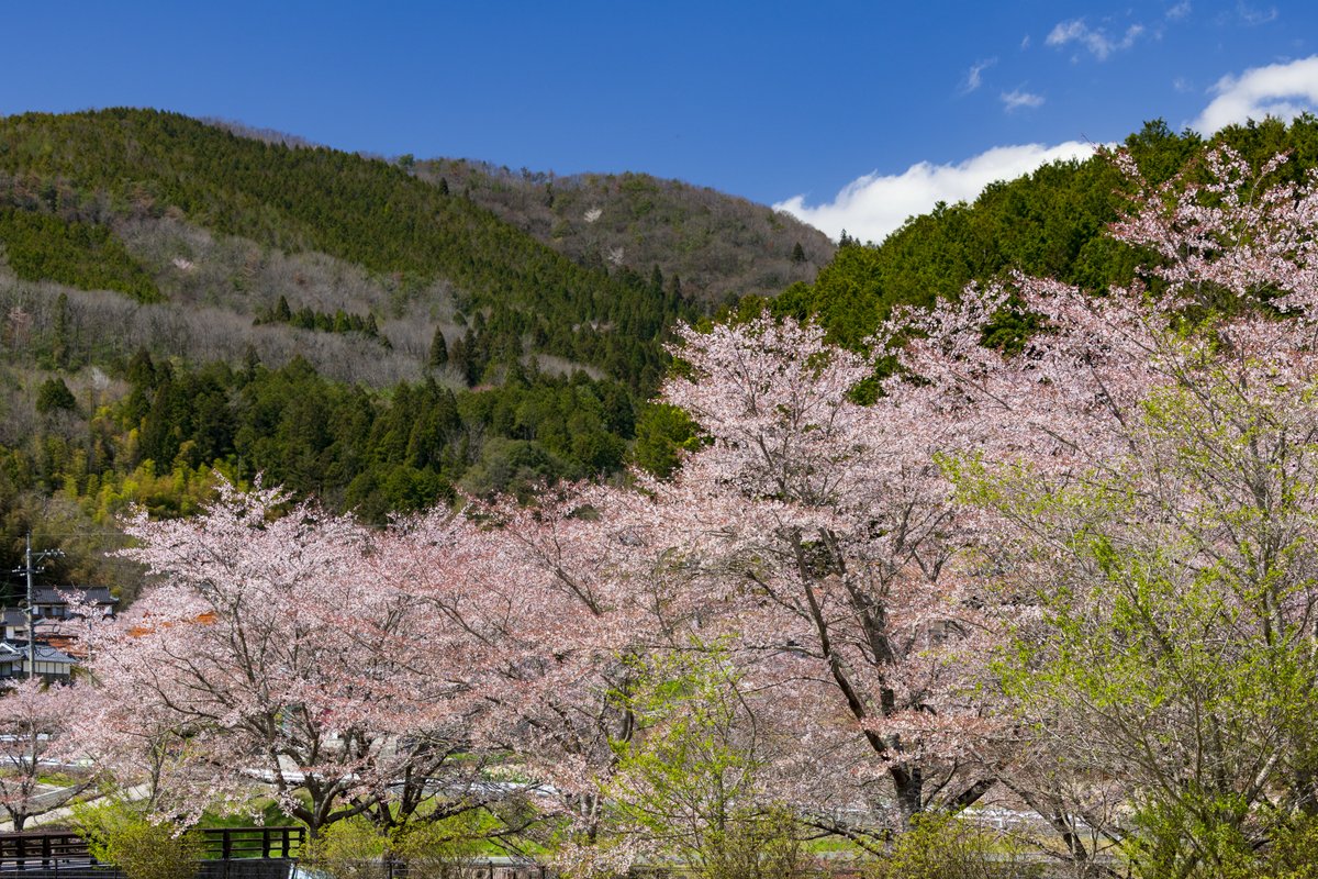 なおくん隊長 tweet media