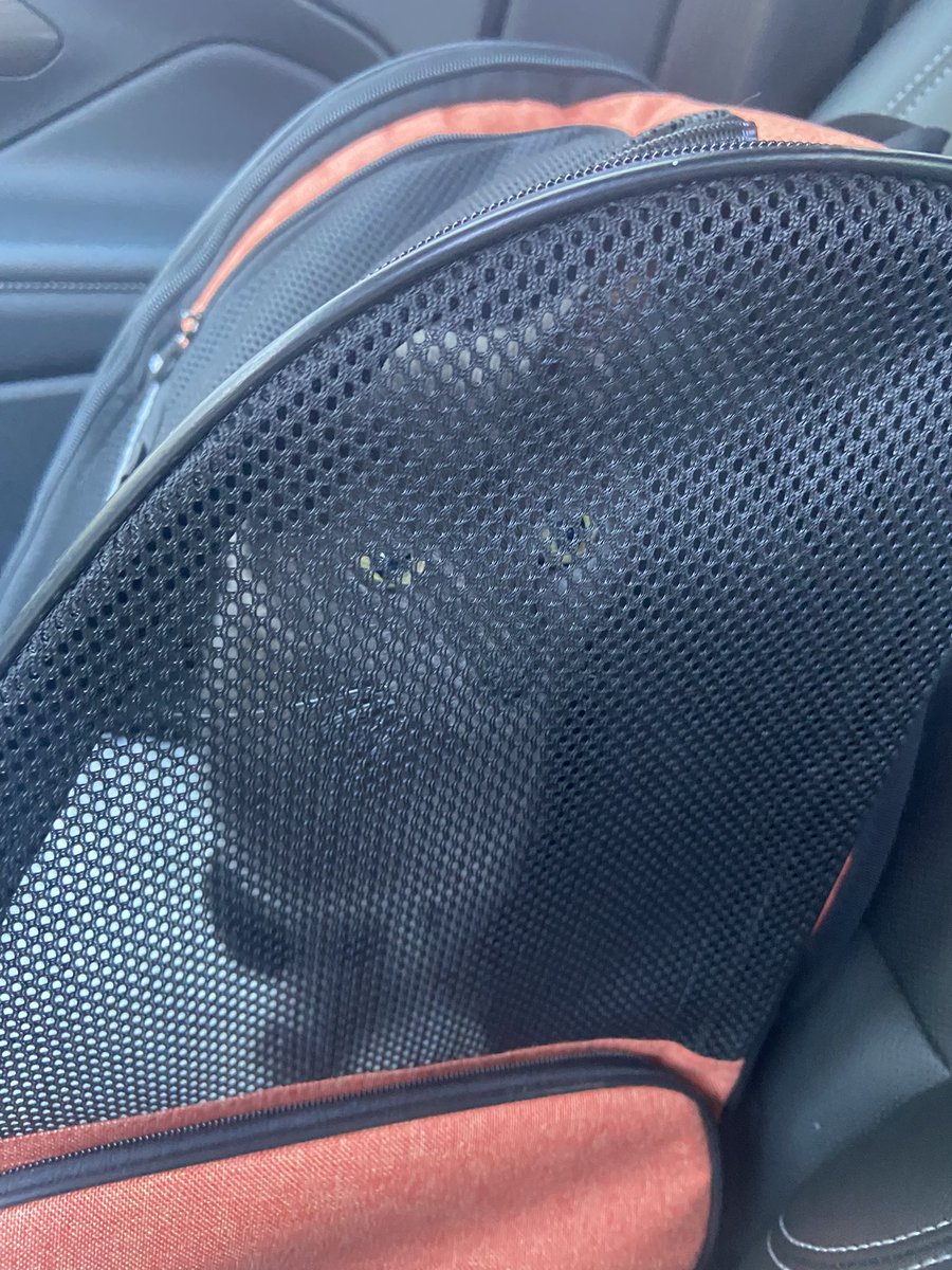 SassyGirl394's tweet image. Happy #TacoTuesday friends!

I’m still happy about the Michigan win but had to drop my 15 yr old kitty at the vet for tests. Feeling guilty hearing her meow as they took her away.😢

It’s beautiful &amp;amp; sunny here today!☀️Hope it’s sunny by you! Wishing y’all a wonderful day!!🤗💕