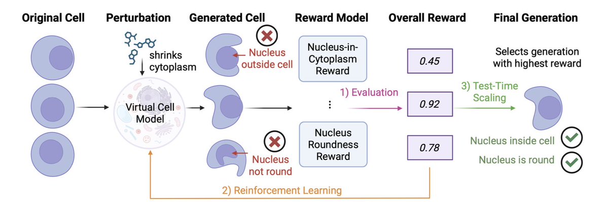 BiologyAIDaily's tweet image. CellFluxRL: Biologically-Constrained Virtual Cell Modeling via Reinforcement Learning

1. CellFluxRL addresses a practical failure mode in image-based “virtual cell” generators: samples can look realistic yet violate basic biology (e.g., nuclei appearing outside cytoplasm),