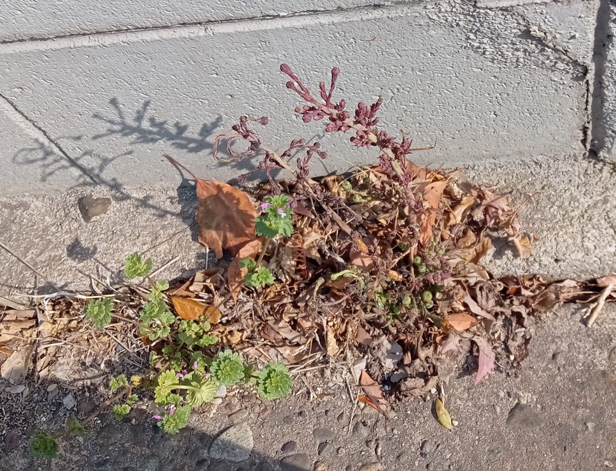 Shidora- tweet media