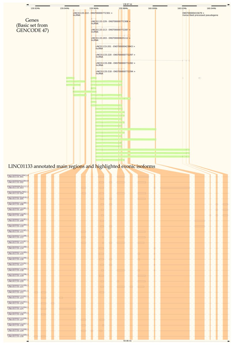Non-Coding RNA tweet media