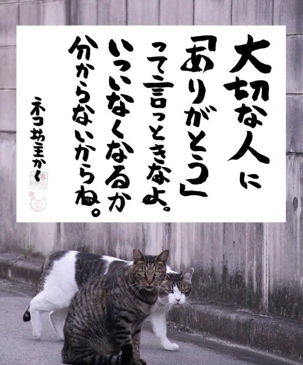 専念寺/ネコ坊主 tweet media