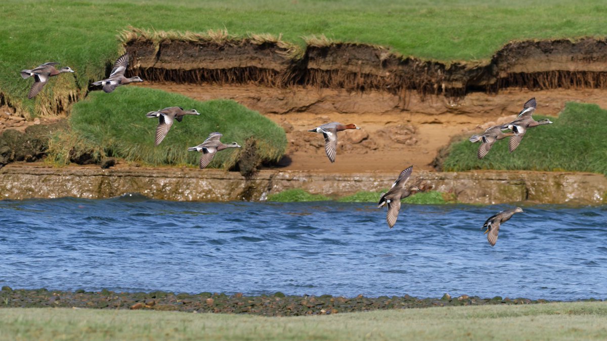 npaulroberts's tweet photo. The five drake American Wigeons reappeared at Ogmore Esuary this morning, having seemingly done a bunk yesterday. https://t.co/fZPLW98zWN