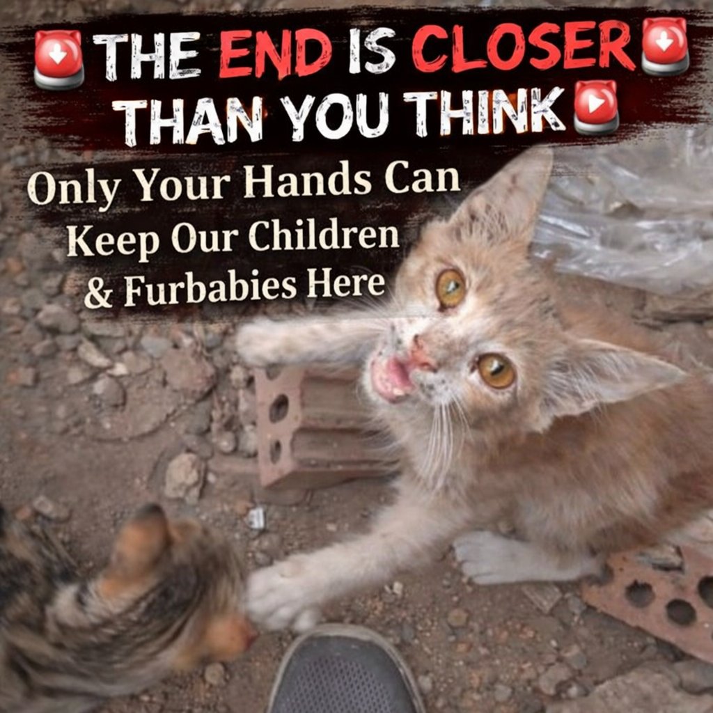 Animal Friends Shelter Gaza tweet media