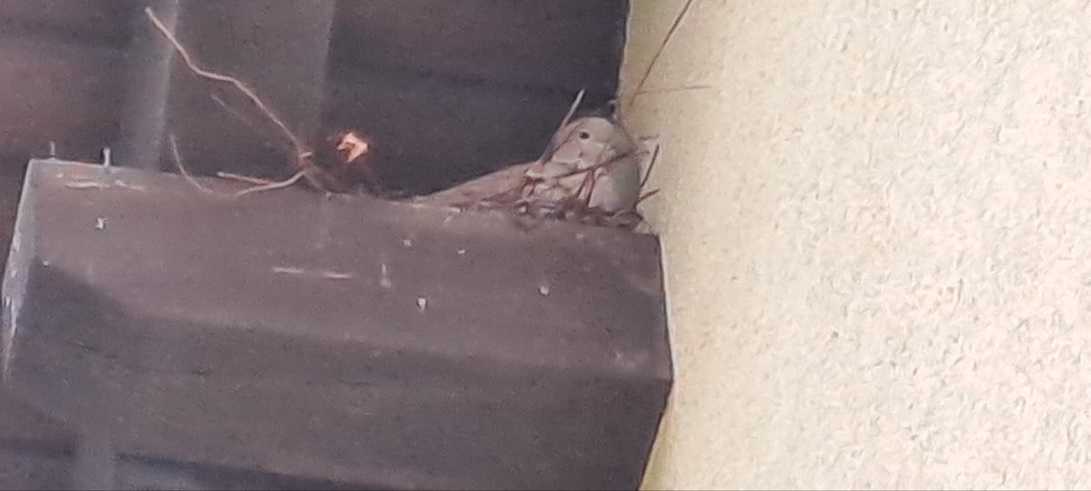 Lenka Tulachová tweet media