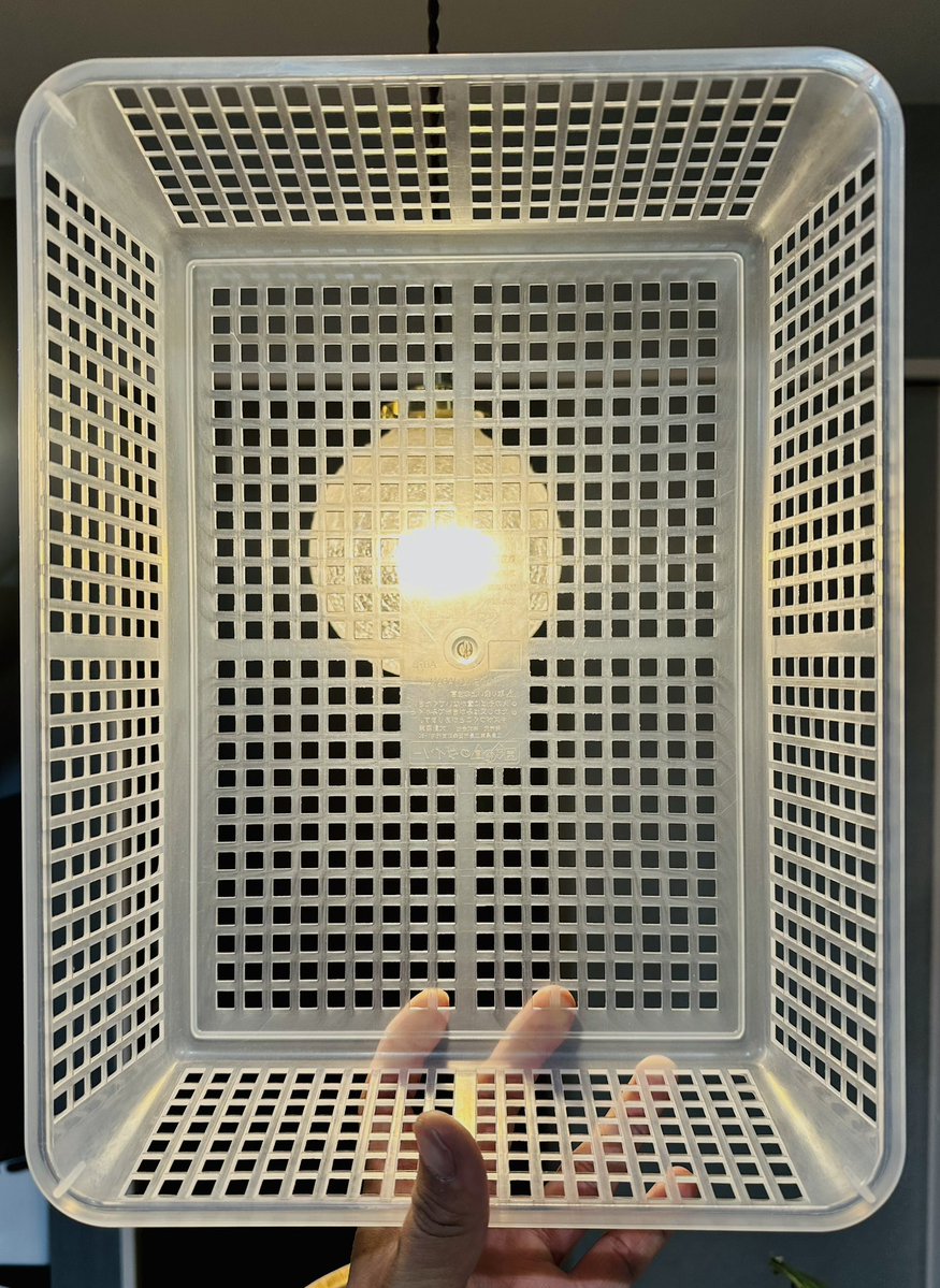 のらいぬ tweet media