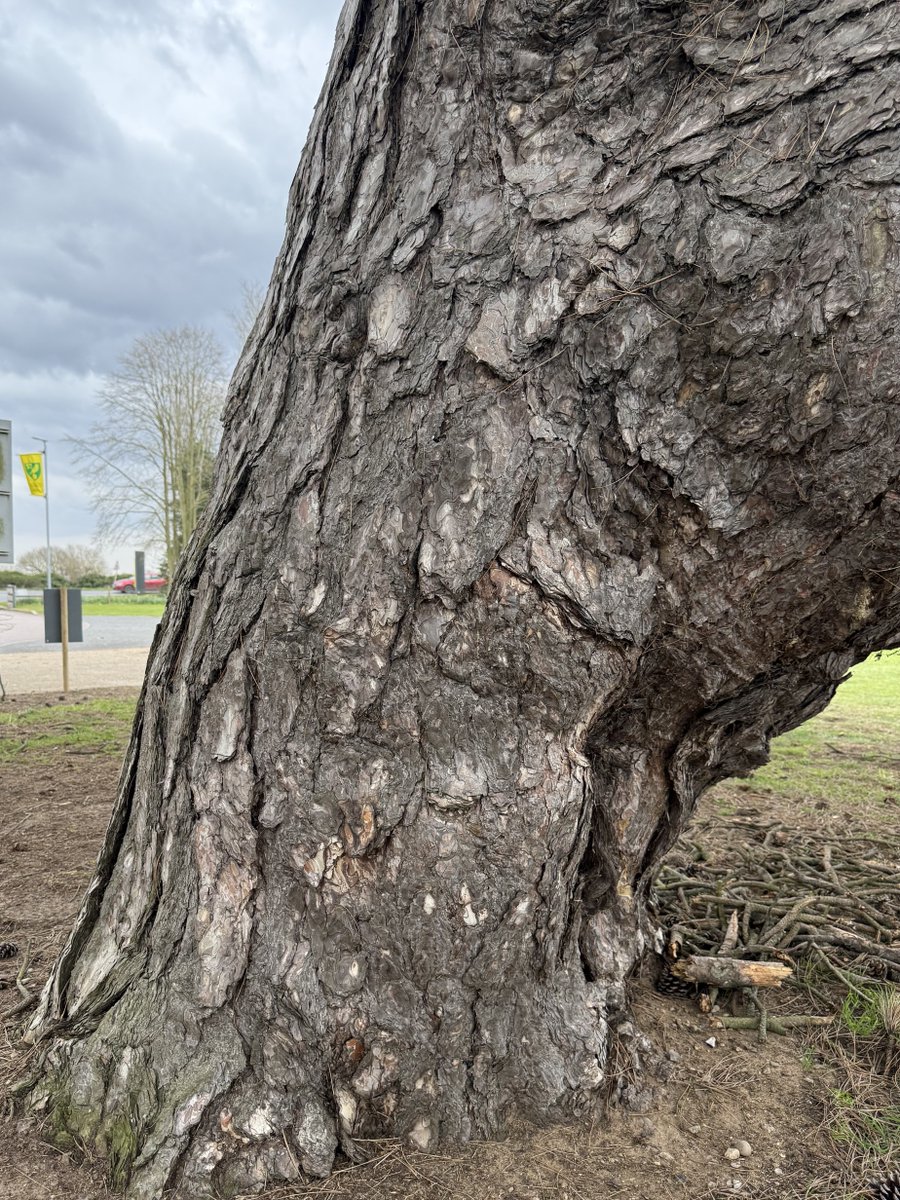 Kittywitches's tweet photo. This pine tree was almost too huge to capture for #ThickTrunkTuesday! What a magnificent specimen. Cars park round it now but I imagine it was once in grander parkland… 😁 #Trees #AncientTrees #NotableTrees https://t.co/acyf29XXsO