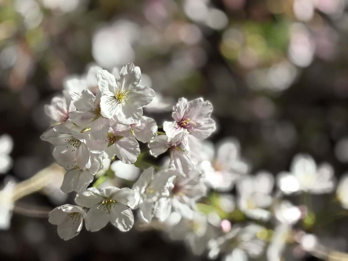 かよ🦀 tweet media