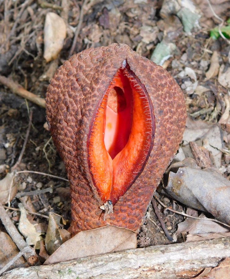 Renato Gaúcho Insider tweet media