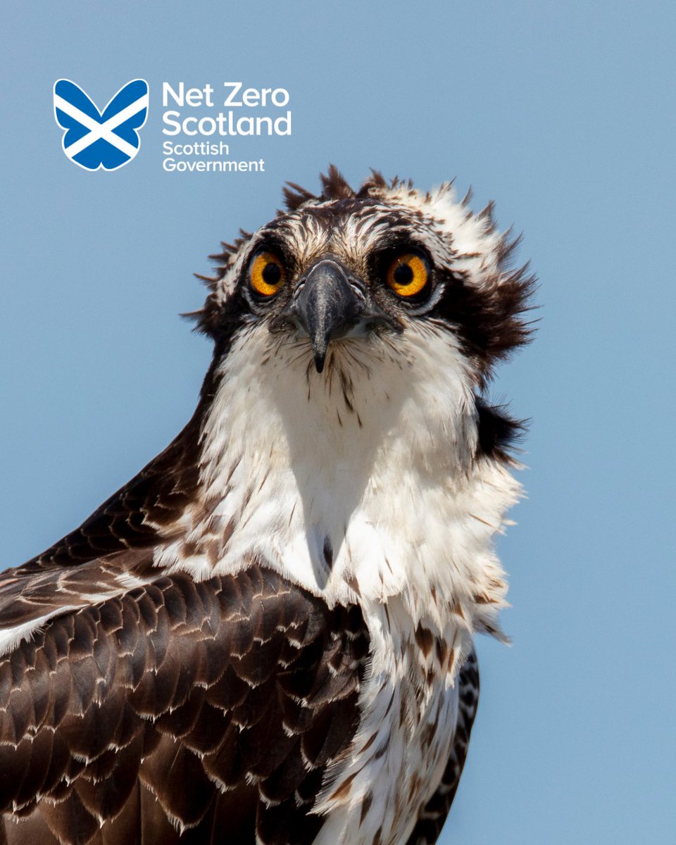 Net Zero Scotland tweet media