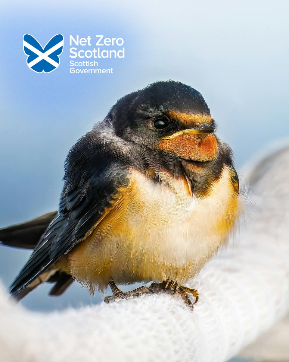 Net Zero Scotland tweet media