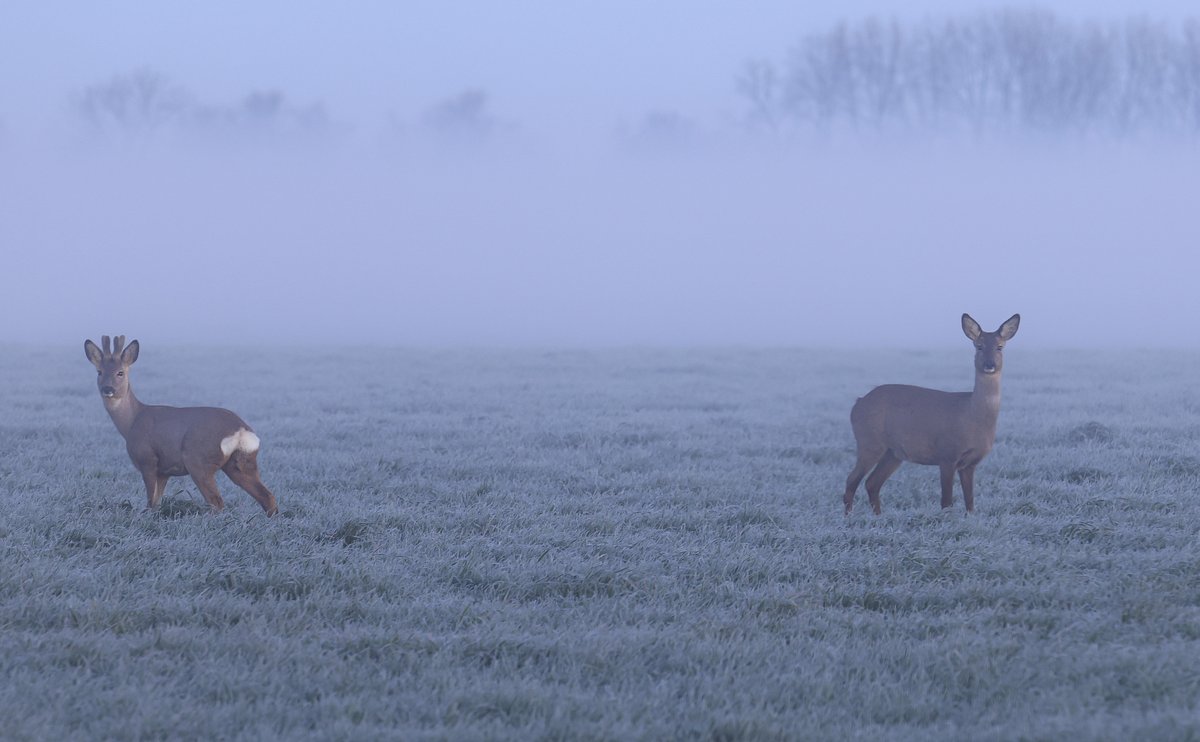 Burt Sytsma tweet media