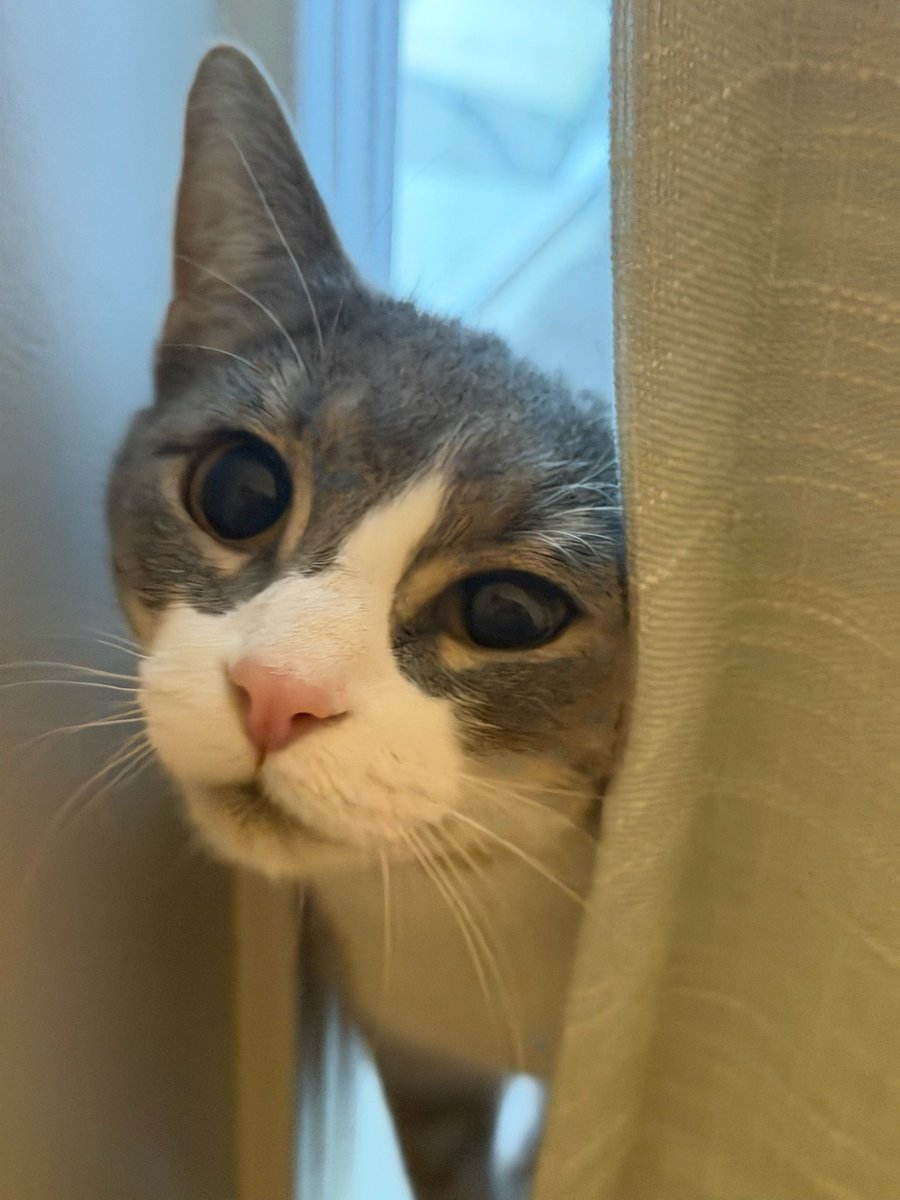 <a href="/prinkasusa/">ً</a> Very well but being naughty with getting on the counters in the kitchen. She also isn’t afraid of cucumbers.