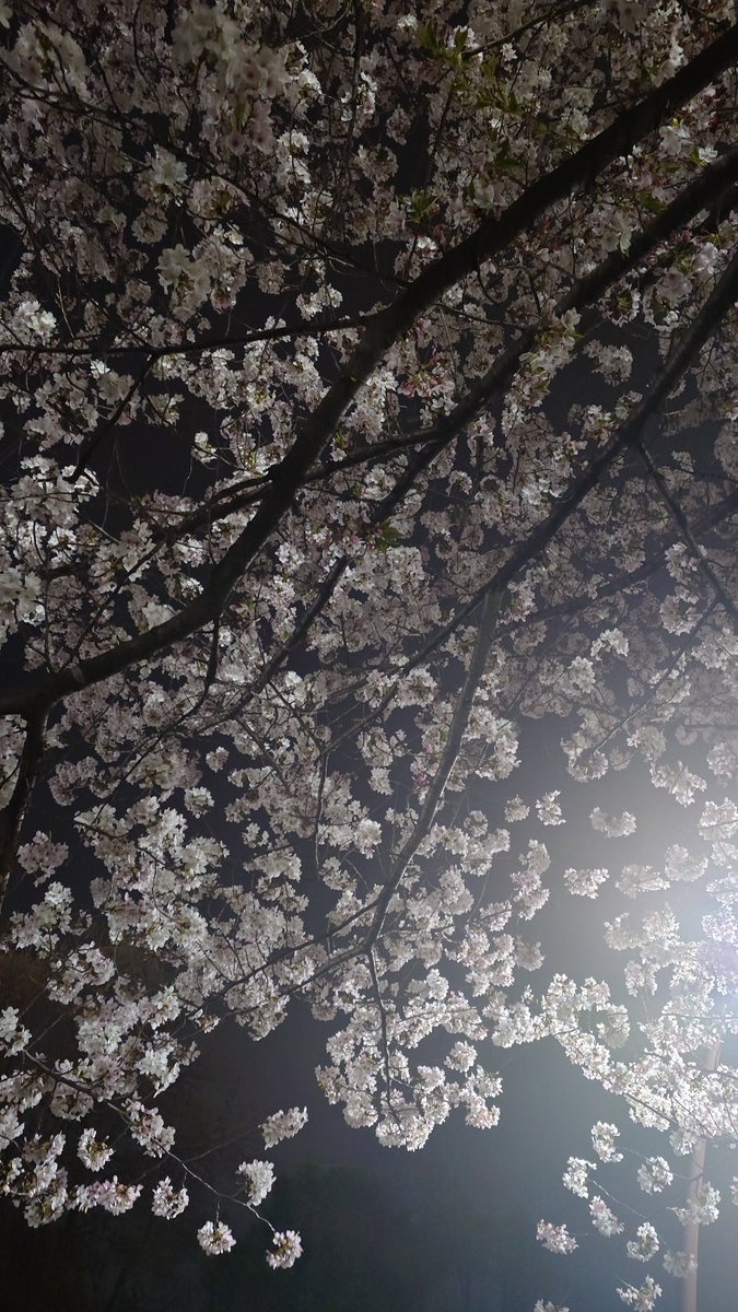 invictaふわふわポケGO勢 tweet media