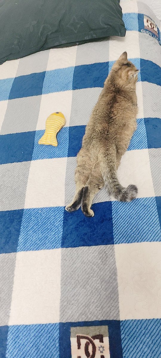 wanjiulaoshi's tweet photo. 猫儿鱼，3.6块钱一斤，੭ ᐕ)੭*⁾⁾ https://t.co/42MakMUR6O