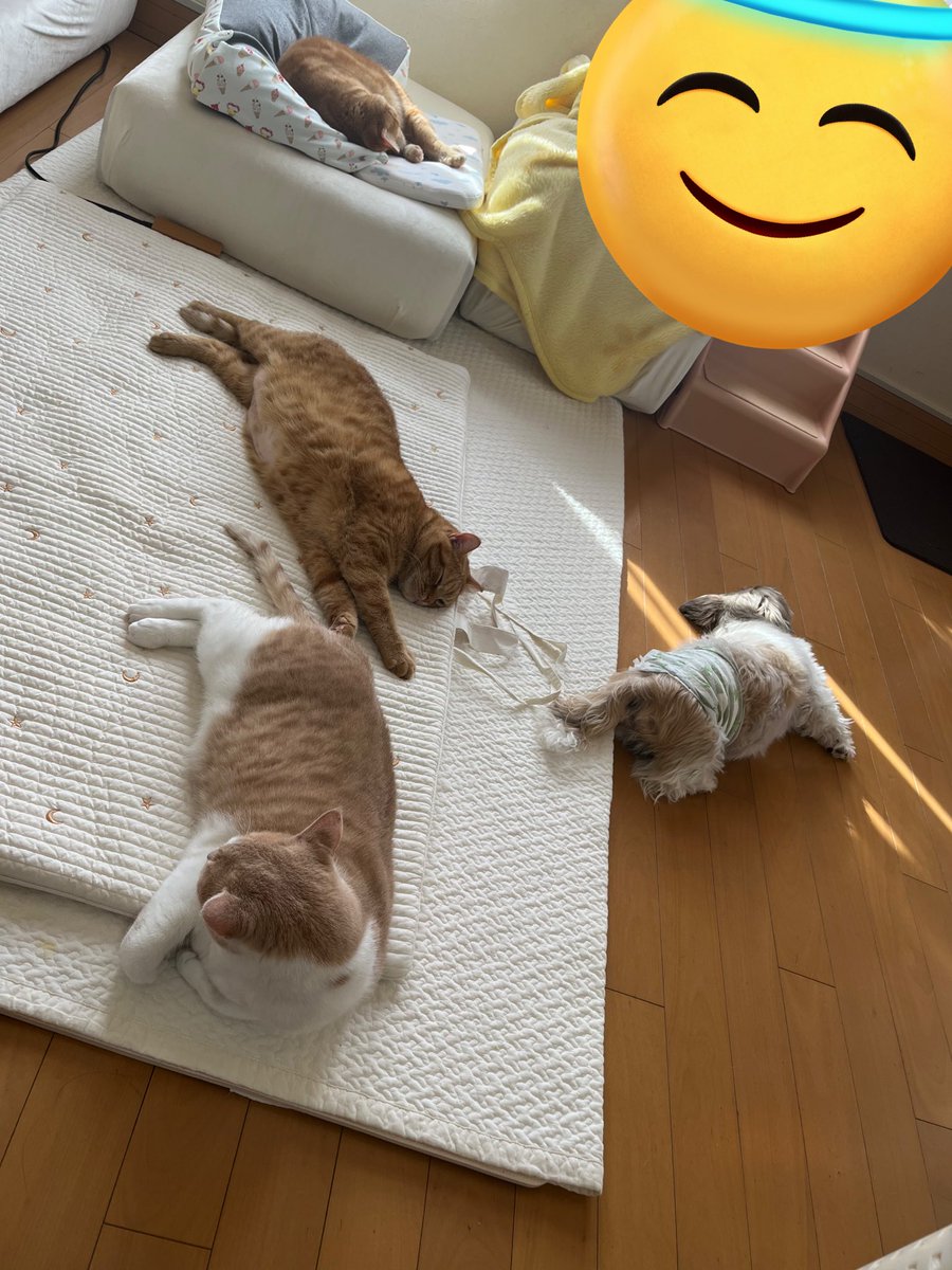 IEGCS1's tweet photo. のんびりくつろぐ猫トリオとわんこ #シーズー  #犬との暮らし  #猫  #猫との暮らし https://t.co/b9ami4e3JL