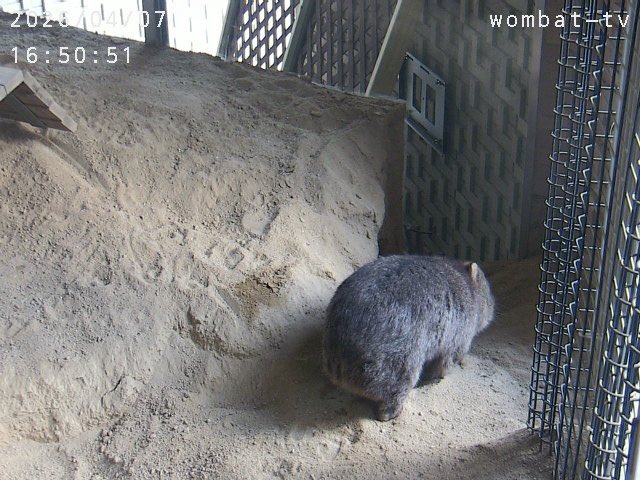 おとうふ tweet media