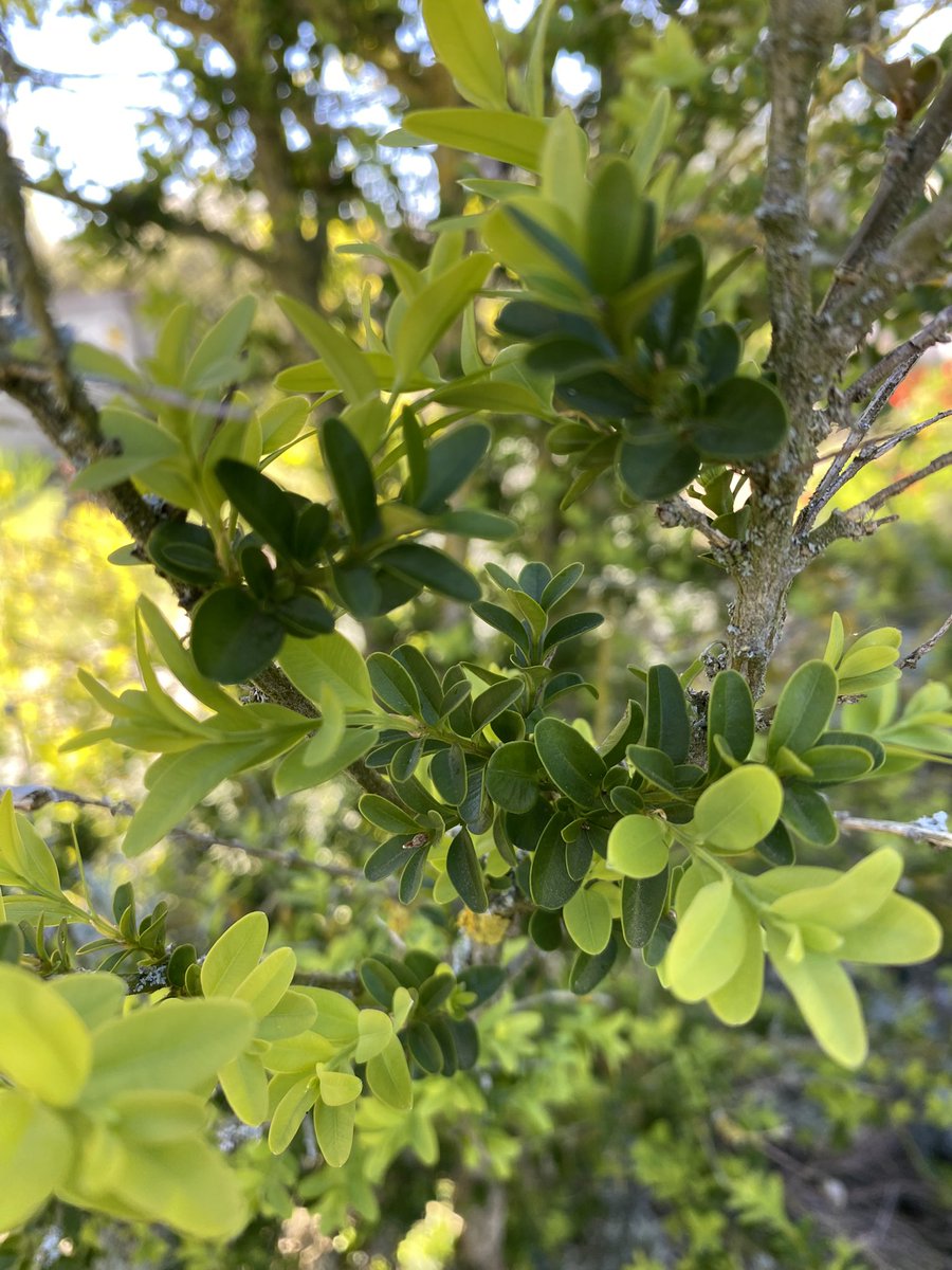 G27Marco's tweet image. Effet bicolore « bi vert » au #jardin ! Les pousses de l’année en plus clair! #mimosa #buis