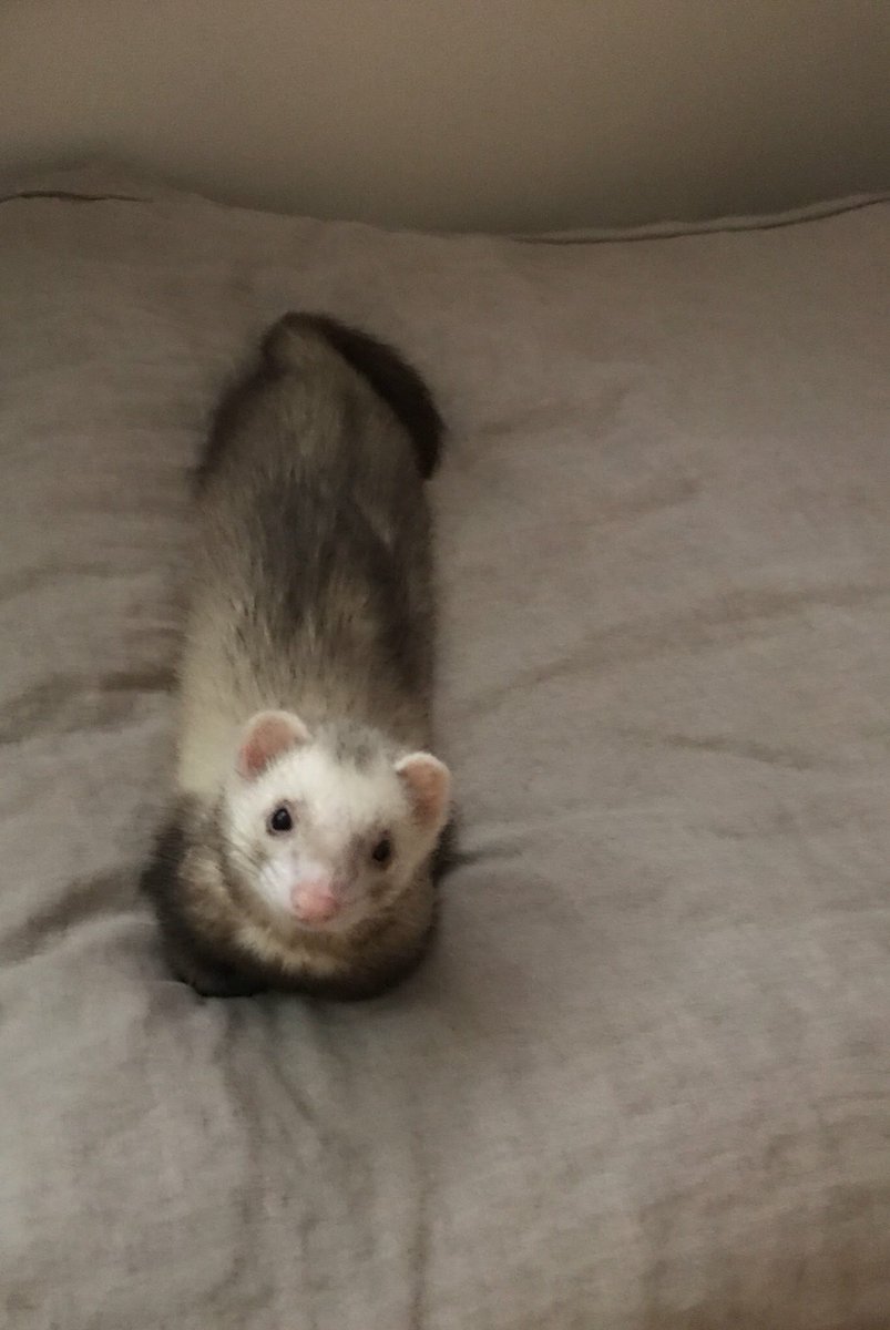 もぐ@5/10アニマルEXPO 2026 tweet media