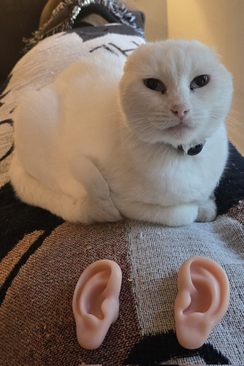 STRONG the Muscle Wizard tweet media