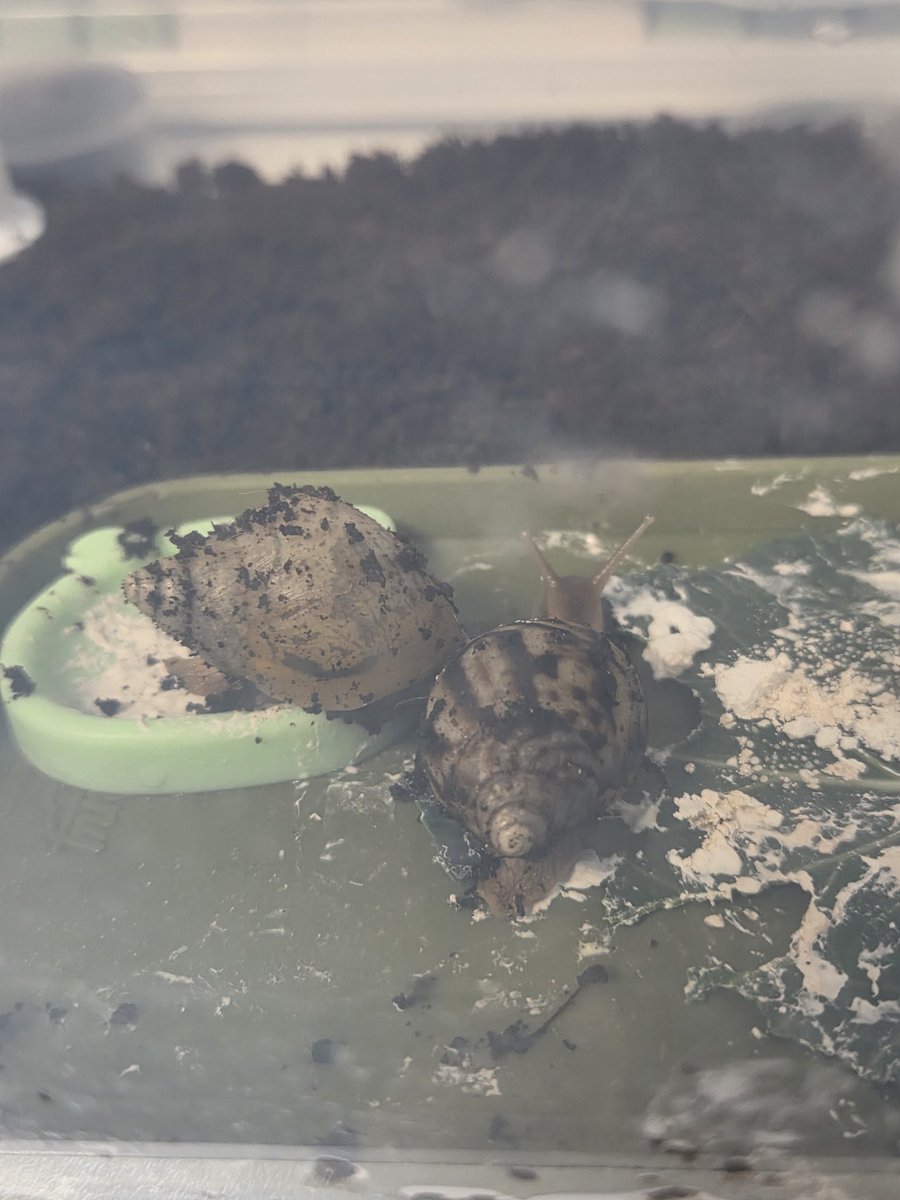 양깅 달팽이 계정 tweet media