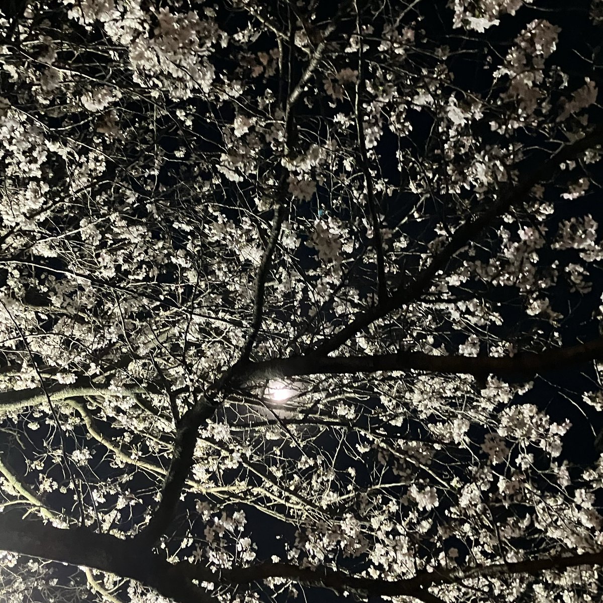 #モチコズハウス tweet media