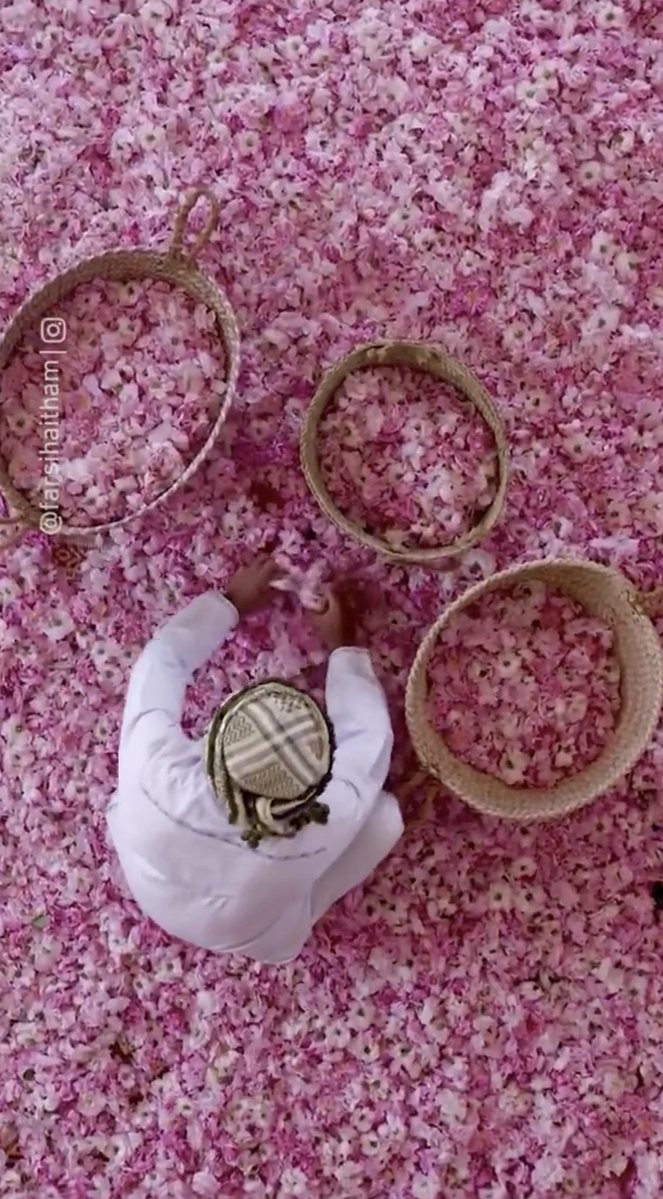 الشحيمي tweet media