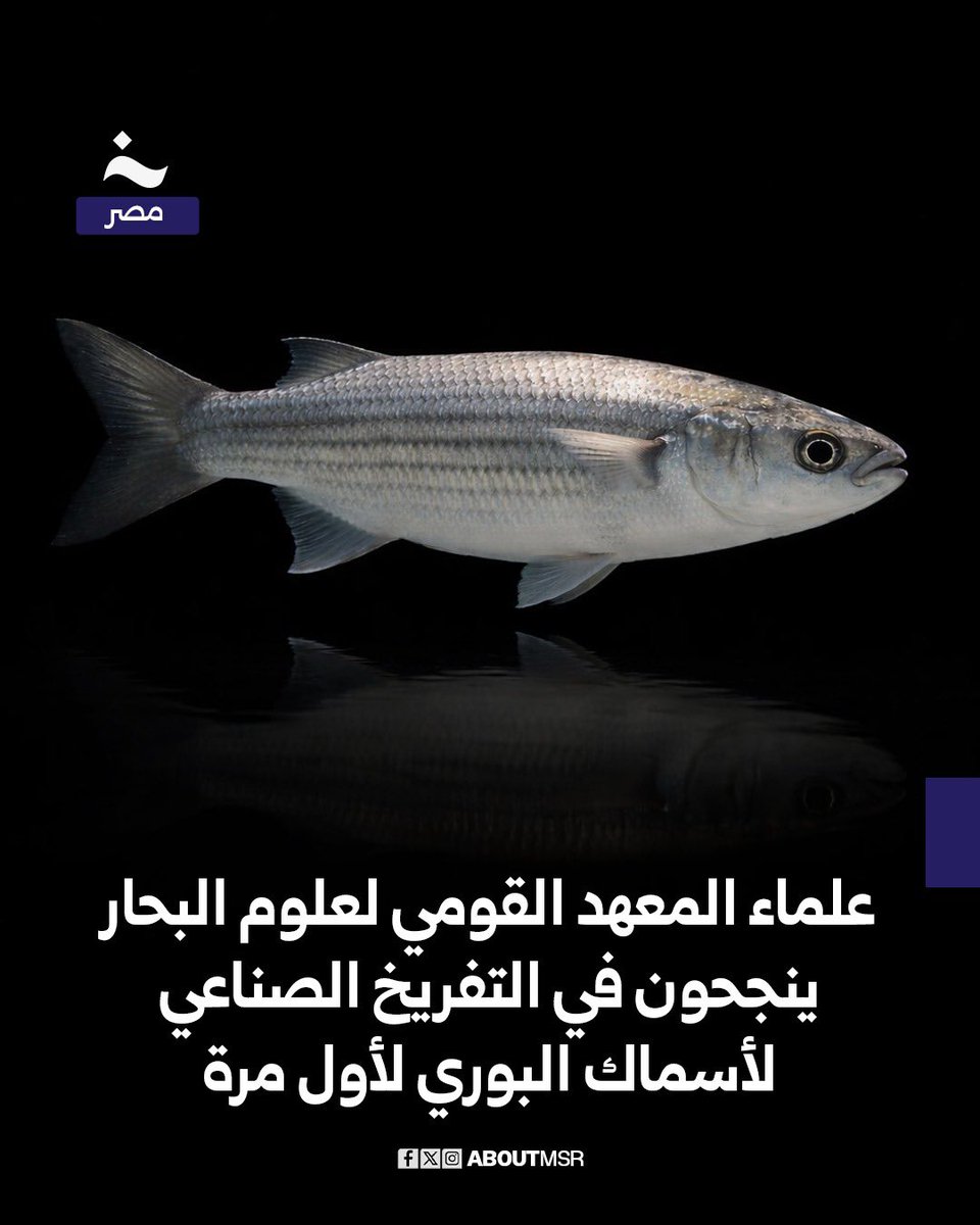 خاص - مصر tweet media