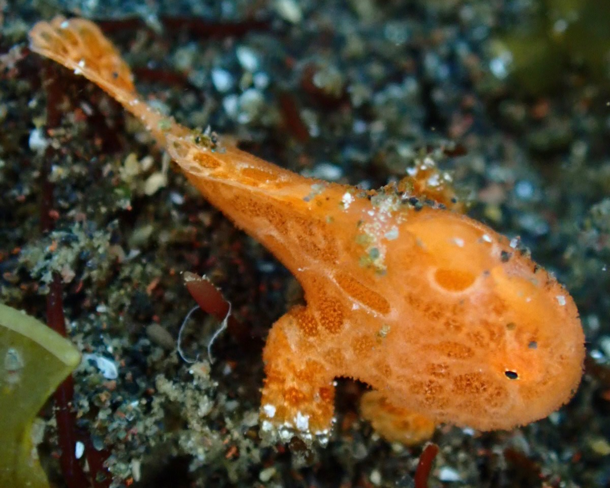 もぐるいるい🤿🦐🦀 tweet media