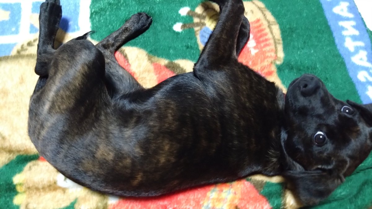 チェキ tweet media