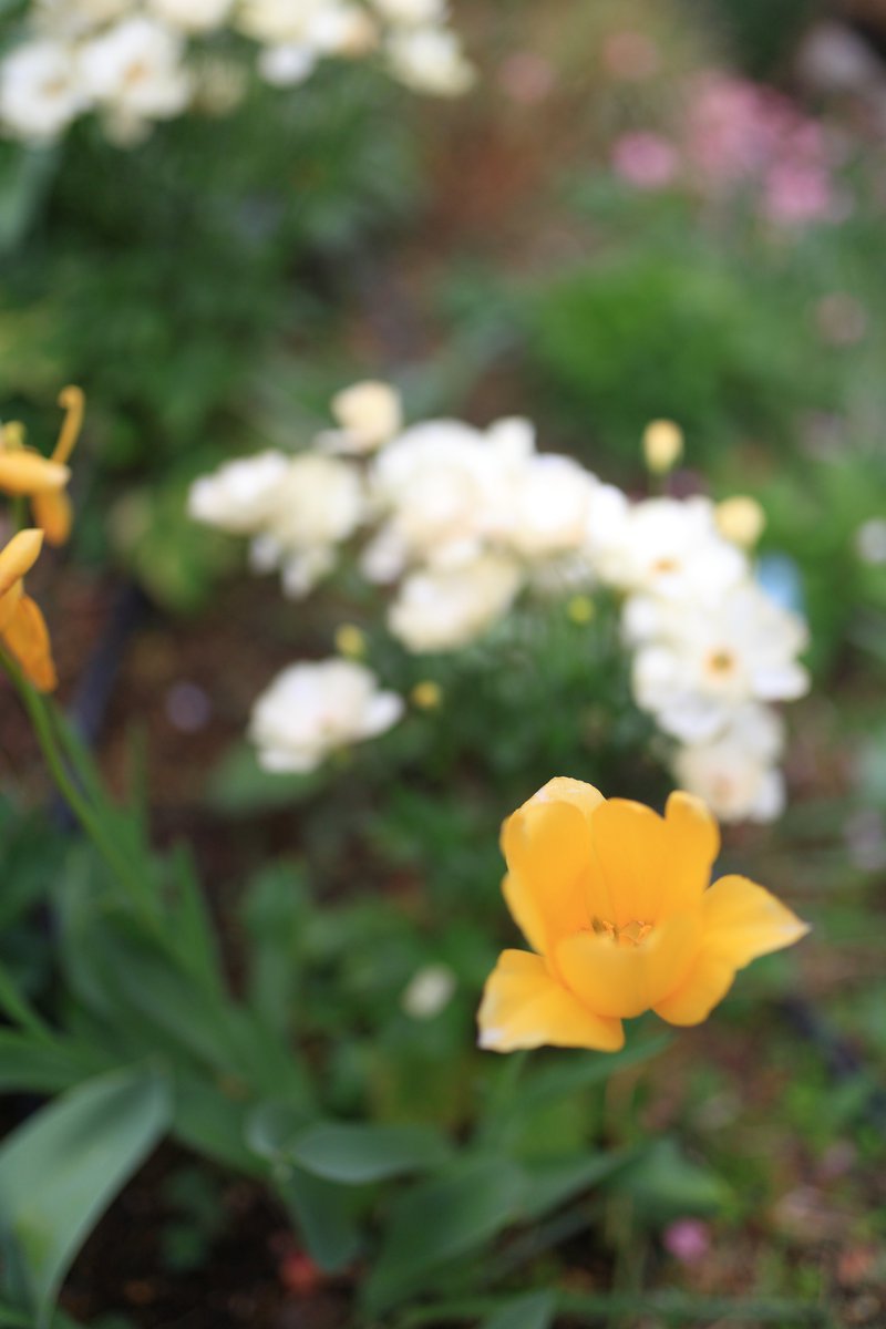moemagr's tweet photo. □ 最後のXmasローズ、チューリップ
いつもの花壇 池袋SS https://t.co/km6twXQfiB