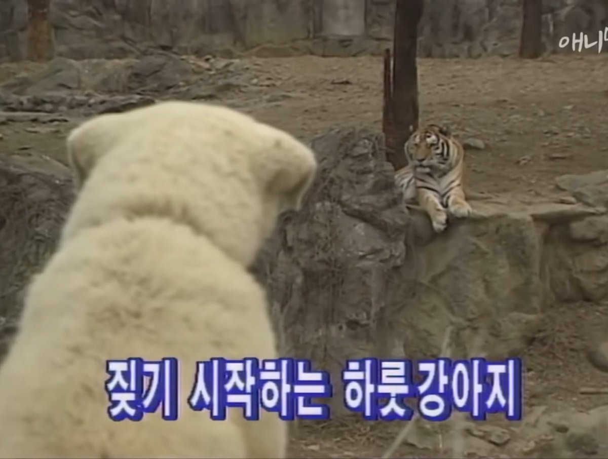 도시락 tweet media