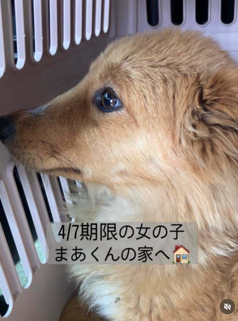 ku-ma返信不具合発生中 tweet media