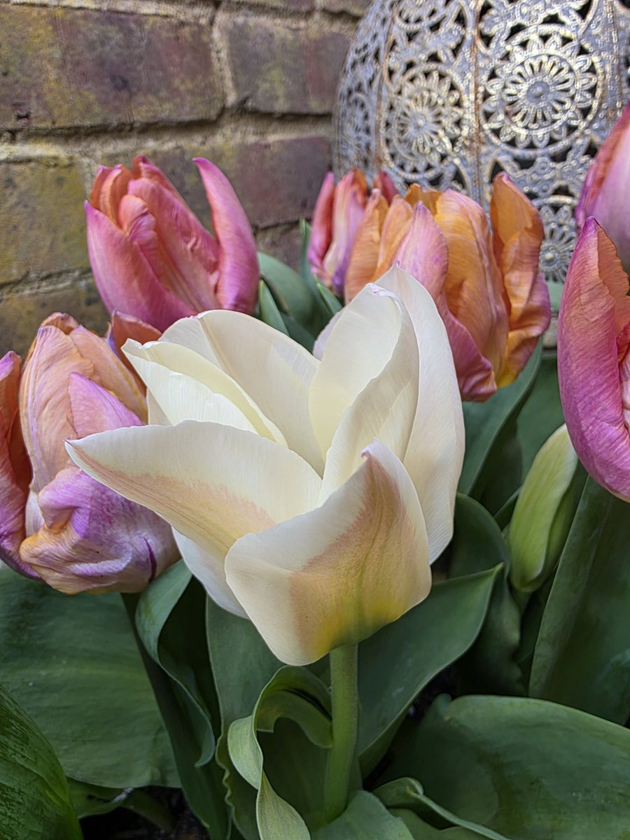 Rachael67947693's tweet image. Its tulip time but who ordered a white one???? 
#tulip #garden #flower #gardening