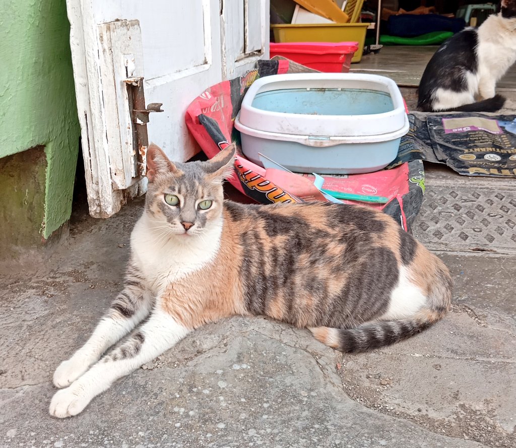 Claudio César 🇵🇸 tweet media