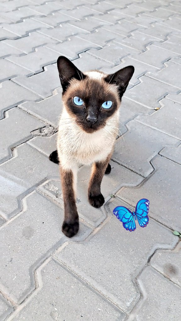 amzil61's tweet image. Happy Tuesday dear friends, happy Easter 🐰🐣🐇 too #cat #pet #KittenOfX