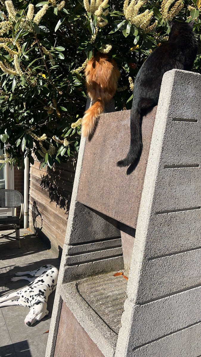 LeymanTom69's tweet photo. My crew enjoying the sunshine ☀️ https://t.co/3anfBtgJgi