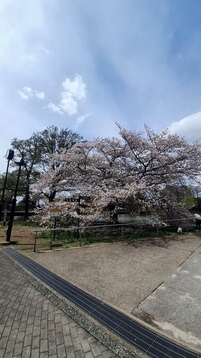 EricGigolo's tweet photo. 地元水元公園の桜は
雨にも負けずに
まだまだ頑張って咲いてました🌸 https://t.co/snReF14ZL9