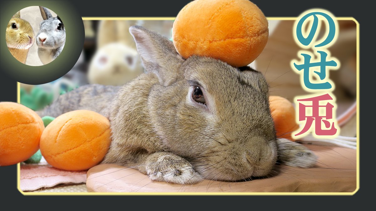 DragonFantasyV's tweet image. ニンジンは、食べるもの…。　⌒(╹ x ╹)⌒ 
youtu.be/CbHiKlWAIhs?si… 
#ちゃび #Chabby #ウサギのだいだい #アスカ先輩 #うさぎ #DOVASYNDROME