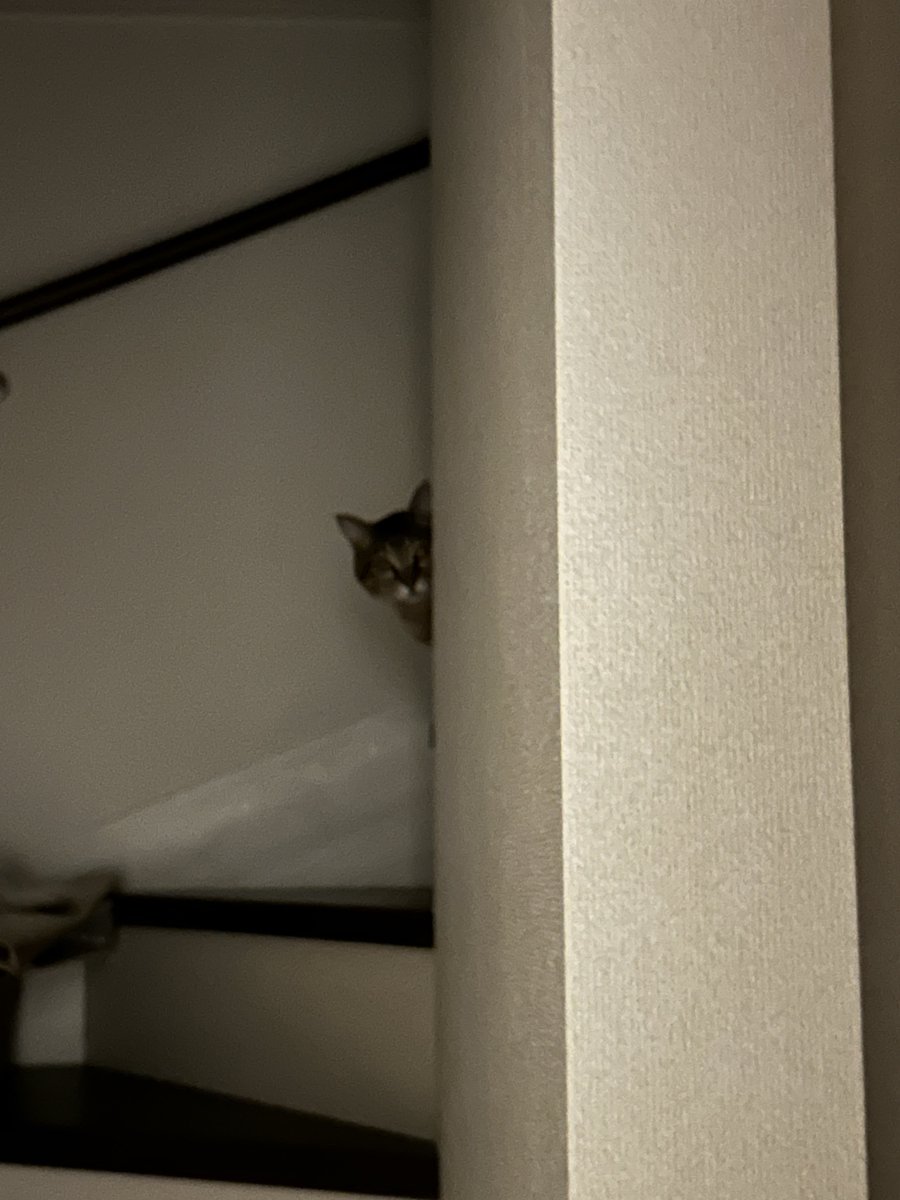 猫を覗く時、猫もこちらを覗いているのだ
ガローチェ(2006〜)