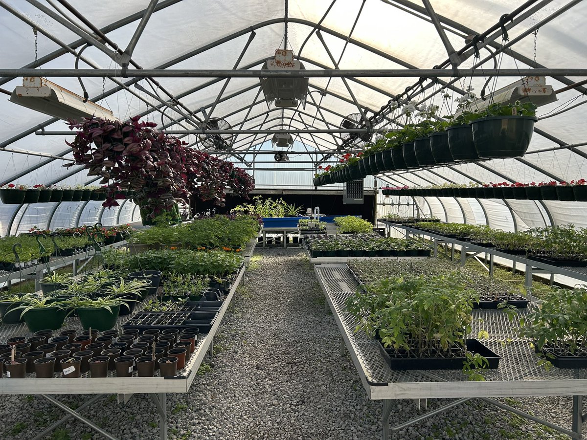 WestPointCTC's tweet photo. Ferns, vegetables, and flowers!!  We’ve still got plenty just waiting for you to take home. #WPCTC #WPCSD #CTE #PulseDocumentation #TooMuchPoint https://t.co/I0HK7O3Cqs
