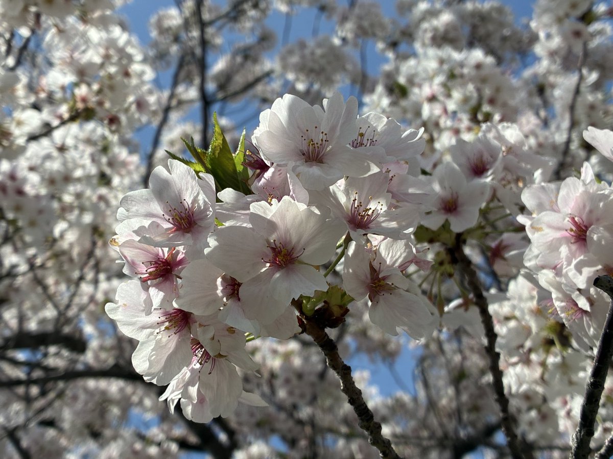 マージー💚 tweet media