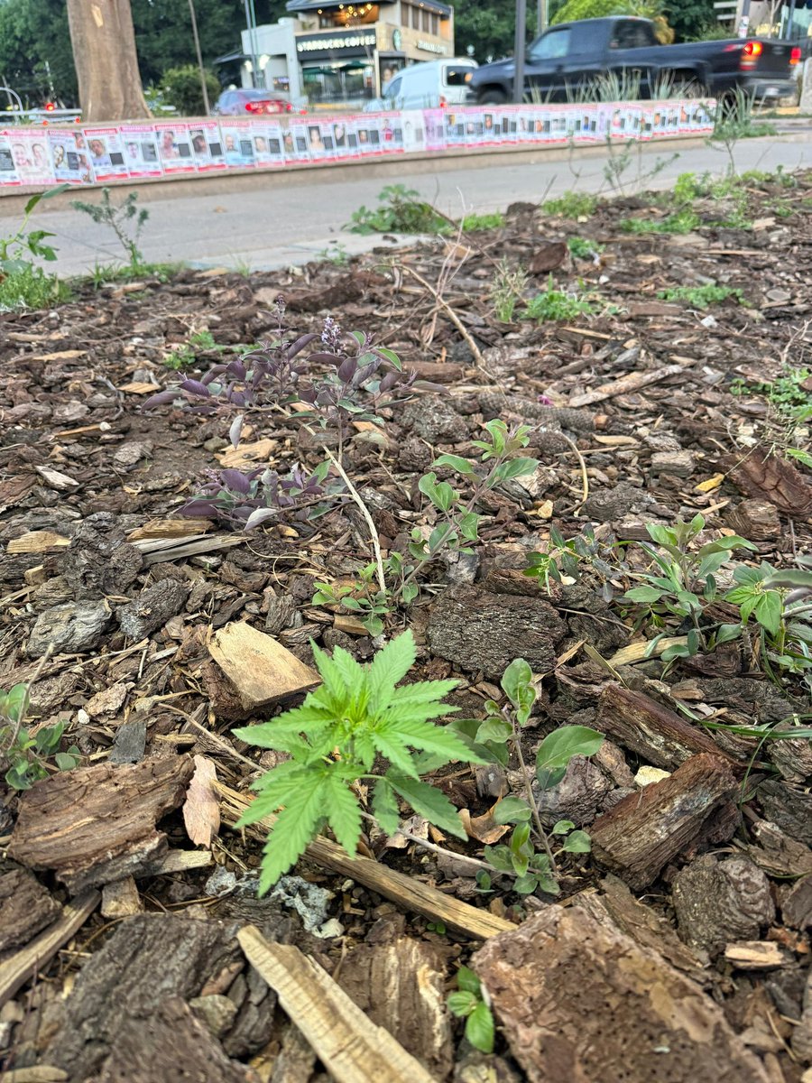 elsamarthagtz tweet media